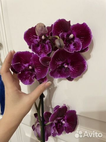 орхидея abba