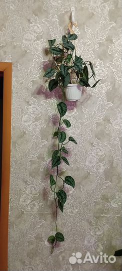 Домашний классный эпипрениум