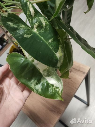 Филодендрон бурле макс