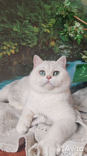 Котята британской породы