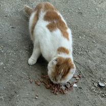 Котик