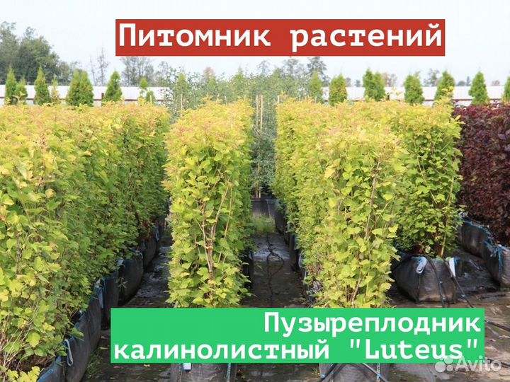 Саженцы Пузыреплодник калинолистный Luteus