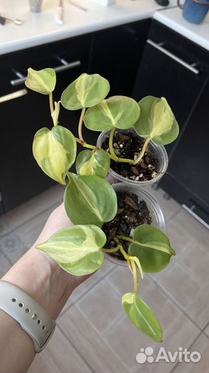 Филодендрон сканденс бразил