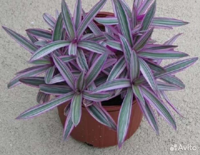 Комнатные растения цветы