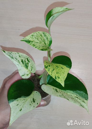 Эпипремнумы (ч.4)