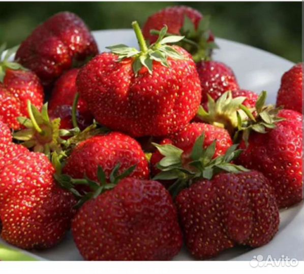 Клубника 
