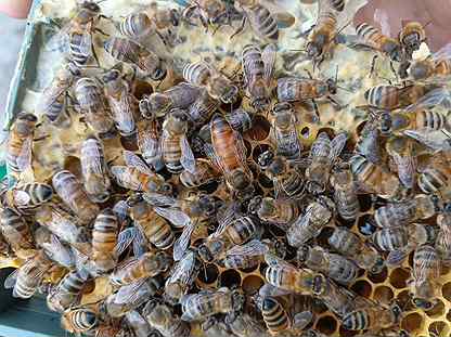 Пчеломатки плодные F1 Buckfast матки пчел Бакфаст