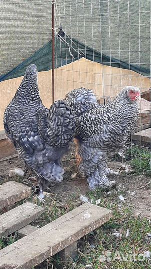 Брама,Кохинхины