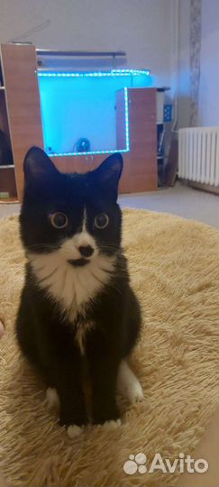 Кошка в дар