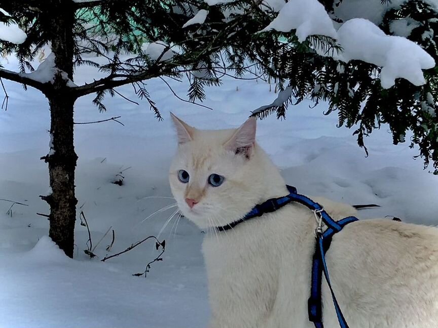 Вязка кота сиамский ред пойнт