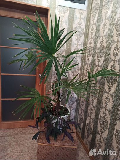Финиковая пальма