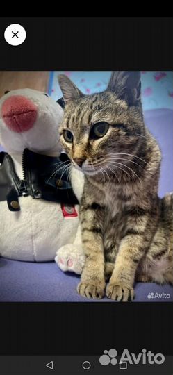 Кошка