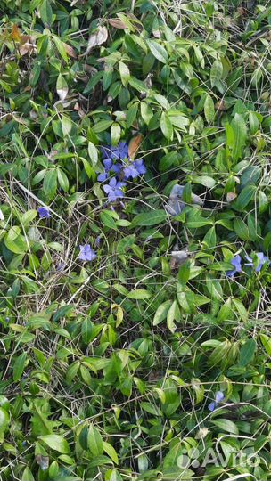 Барвинок малый