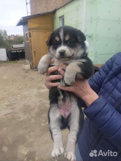 Собака в добрые руки отдам бесплатно