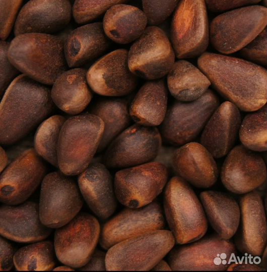 Кедровый орех в скорлупе