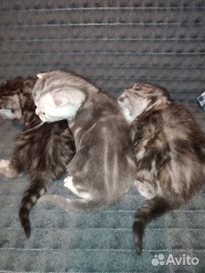 Британские котята