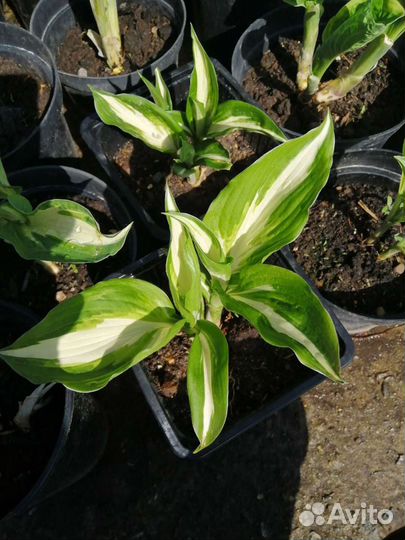 Хоста растение