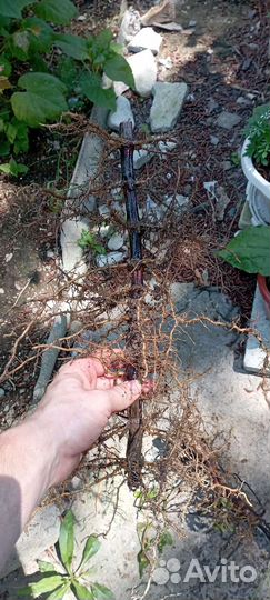 Бамбук fangesia nitida Black pearl