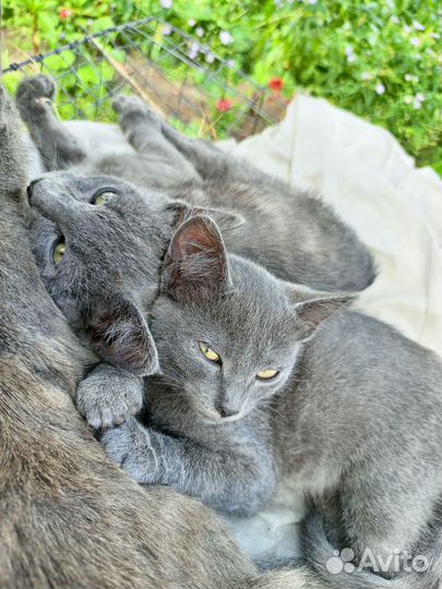 Котодети ищут заботливых хозяев