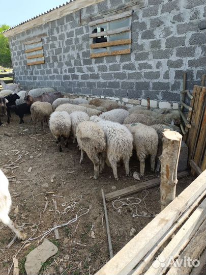 Овцы,бараны