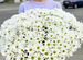 Хризантема Доставка цветов Букеты