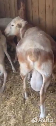 Ягнята дорпер, катум