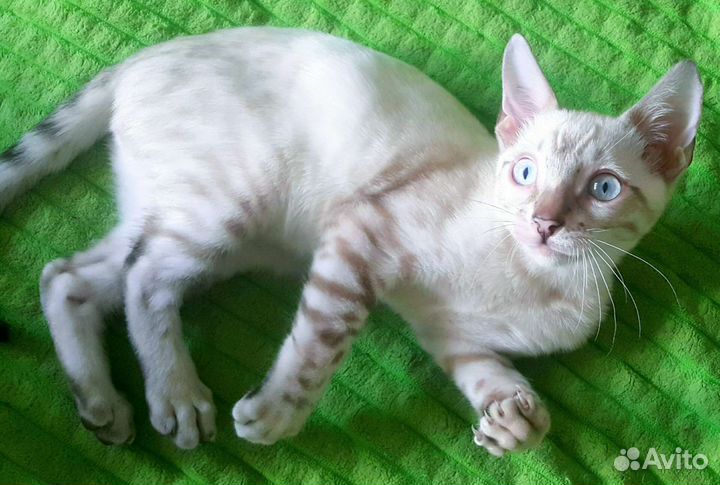 Бенгальские котята