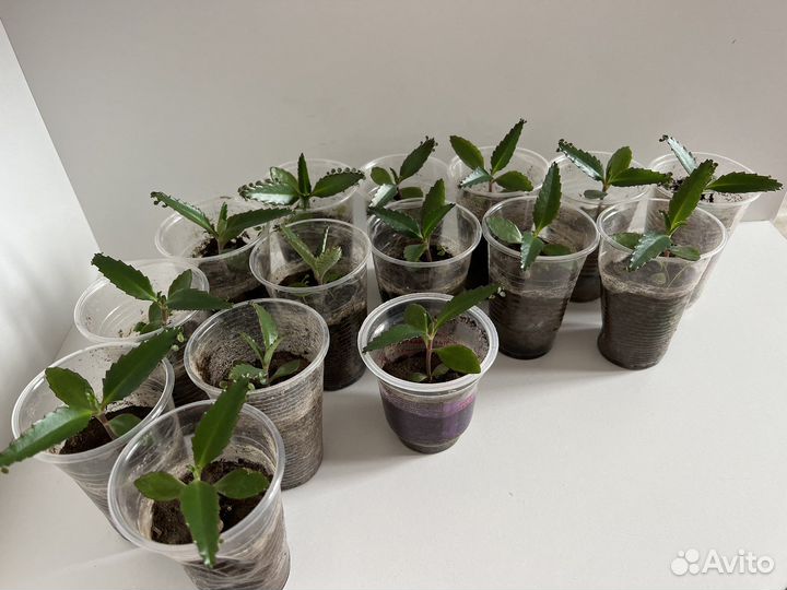 Каланхоэ лечебное