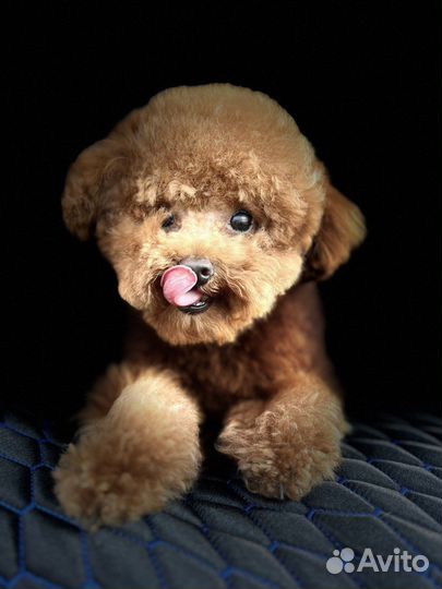 Вязка собак