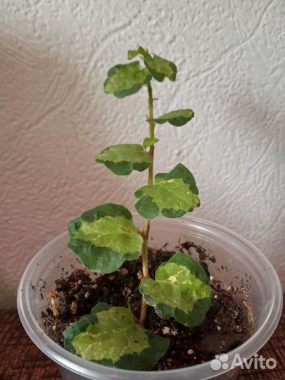 Комнатные растения