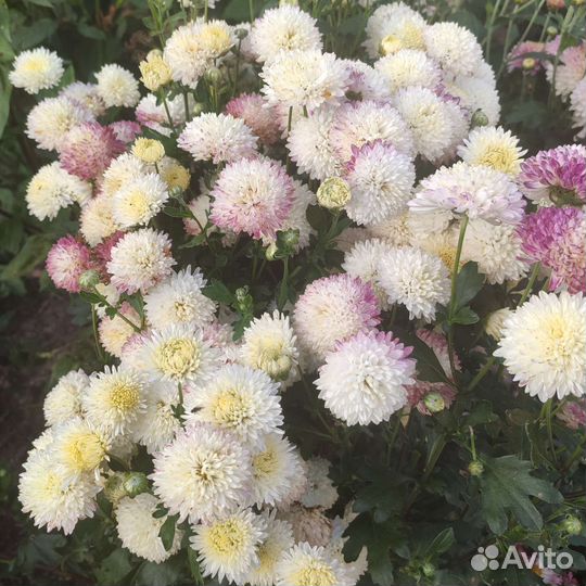 Хризантема