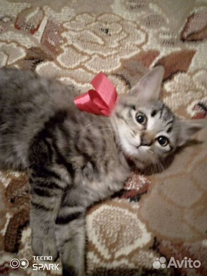 Кошка в дар