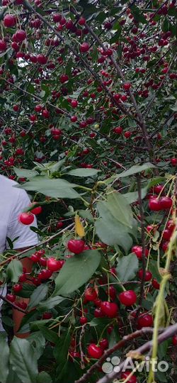 Саженцы вишни, смородины, крыжовника,малины