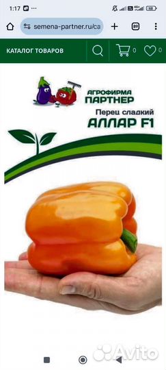 Перец болгарский рассада