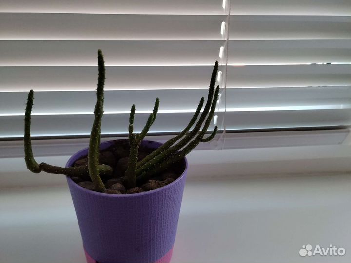 Кактусы, суккуленты