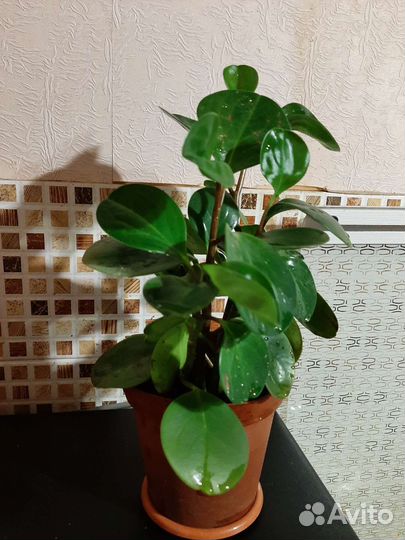 Пеперомия туполистная 7 корней