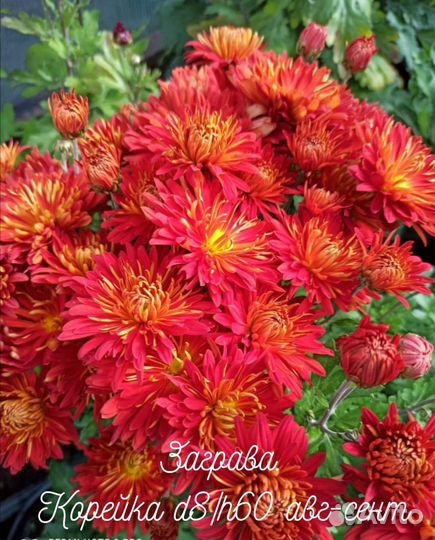 Хризантемы с доставкой