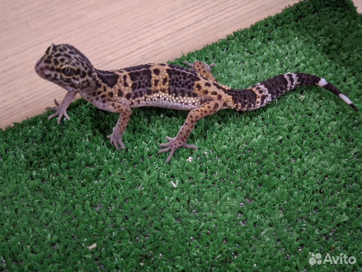 Малыши эублефара