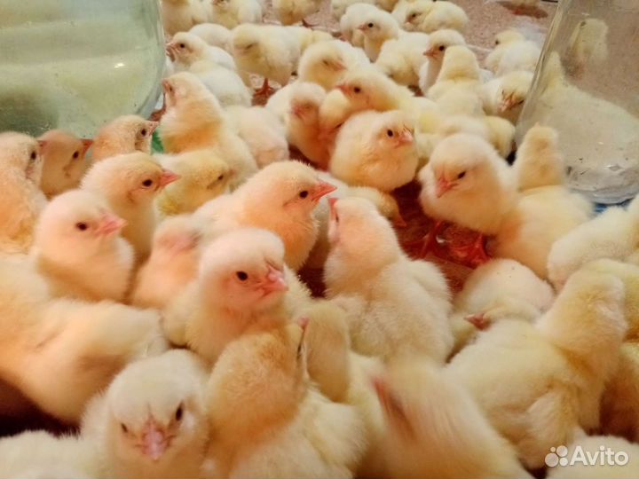 Цыплята бройлеры кобб 500 и росс 308