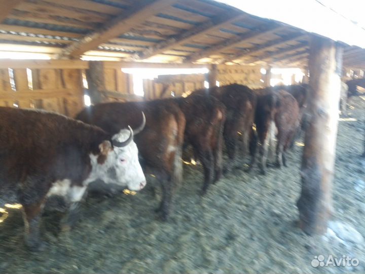 Продам стельных коров