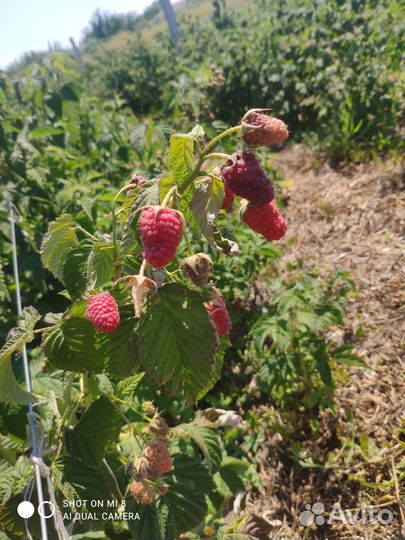 Малина Атлант, Химбо Топ, Полька, Зюгана