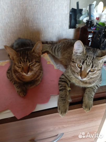 Кошки в добрые руки бесплатно