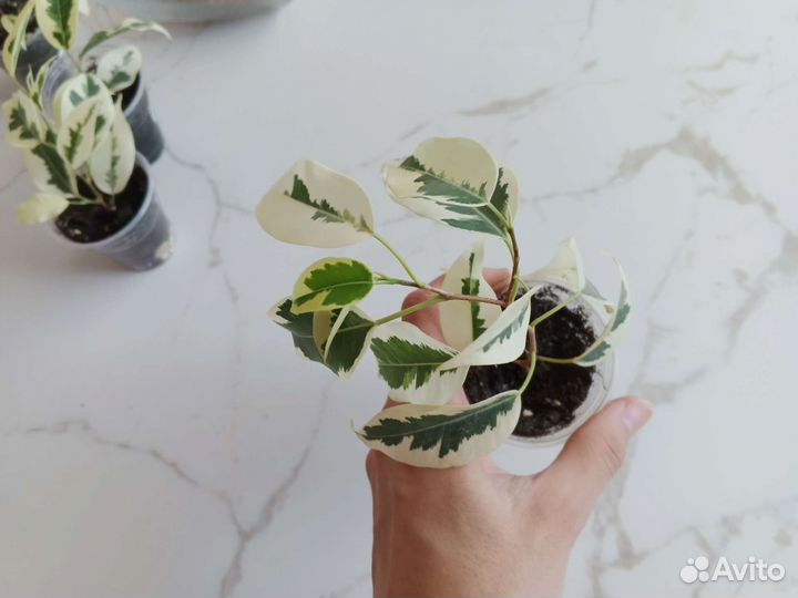 Фикус Де Гантель