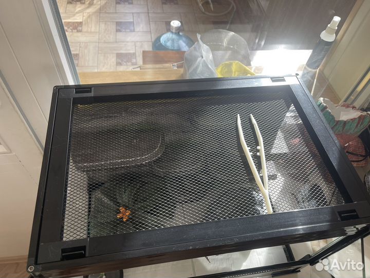 Эублефар самец