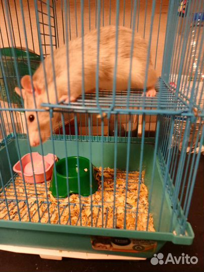 Крыса дамбо