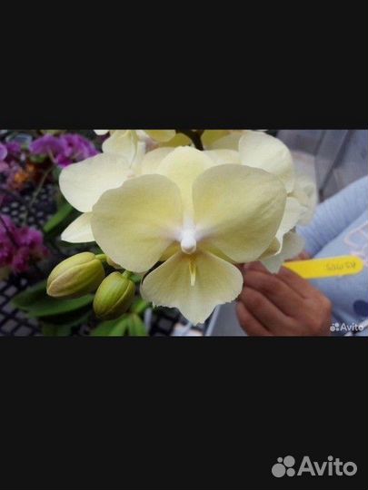 Орхидея биг лип