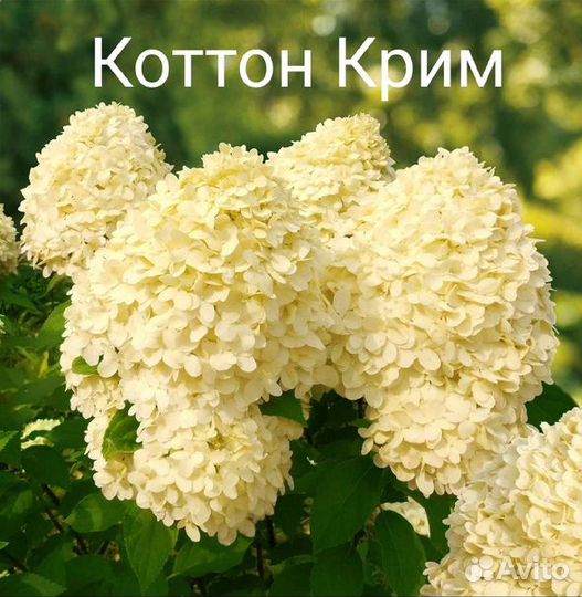 Черенки гортензии коттон крим