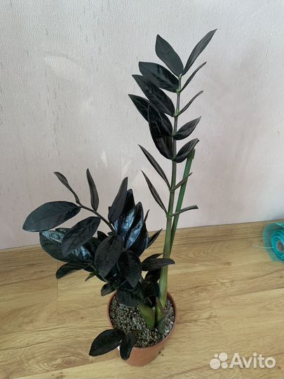 Замиокулькас Равен