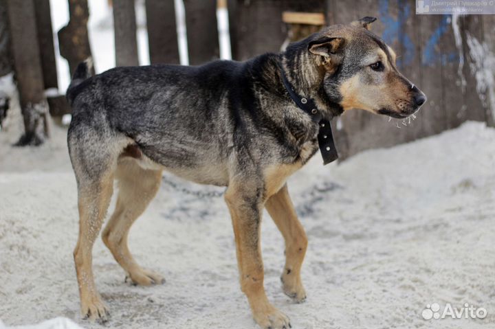 Назар в семью