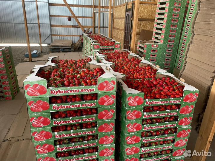 Клубника Краснодарская оптом от 500кг дост Грозный